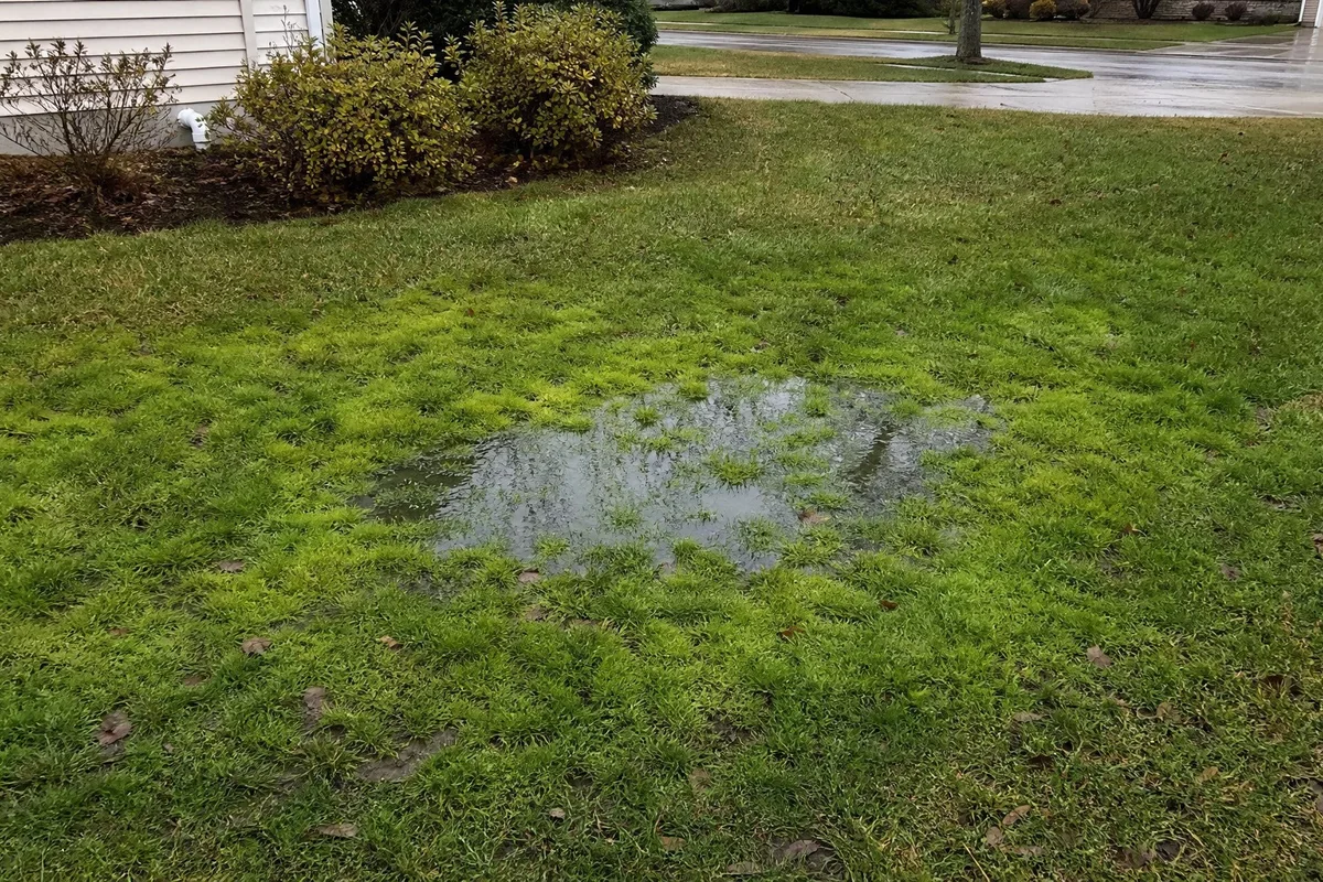 Standing water pools in a residential lawn, a sign of a failing septic drainfield.