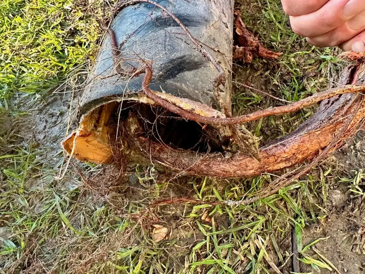 Prodigy Sewer and Drain shows a clogged outdoor pipe caused by invading tree roots, making water flow stop.